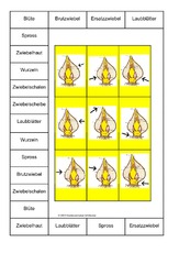 Bingo-Teile-der-Zwiebel-1A.pdf
